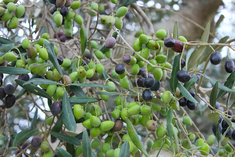 ricetta-olive-azienda-agricola-agrosi